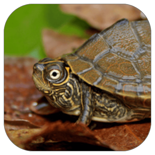 Premium Crickets Live Insects Delivered Straight To Your Door!